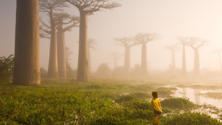 These Ancient Trees Look As Though They Belong In An Alien Forest